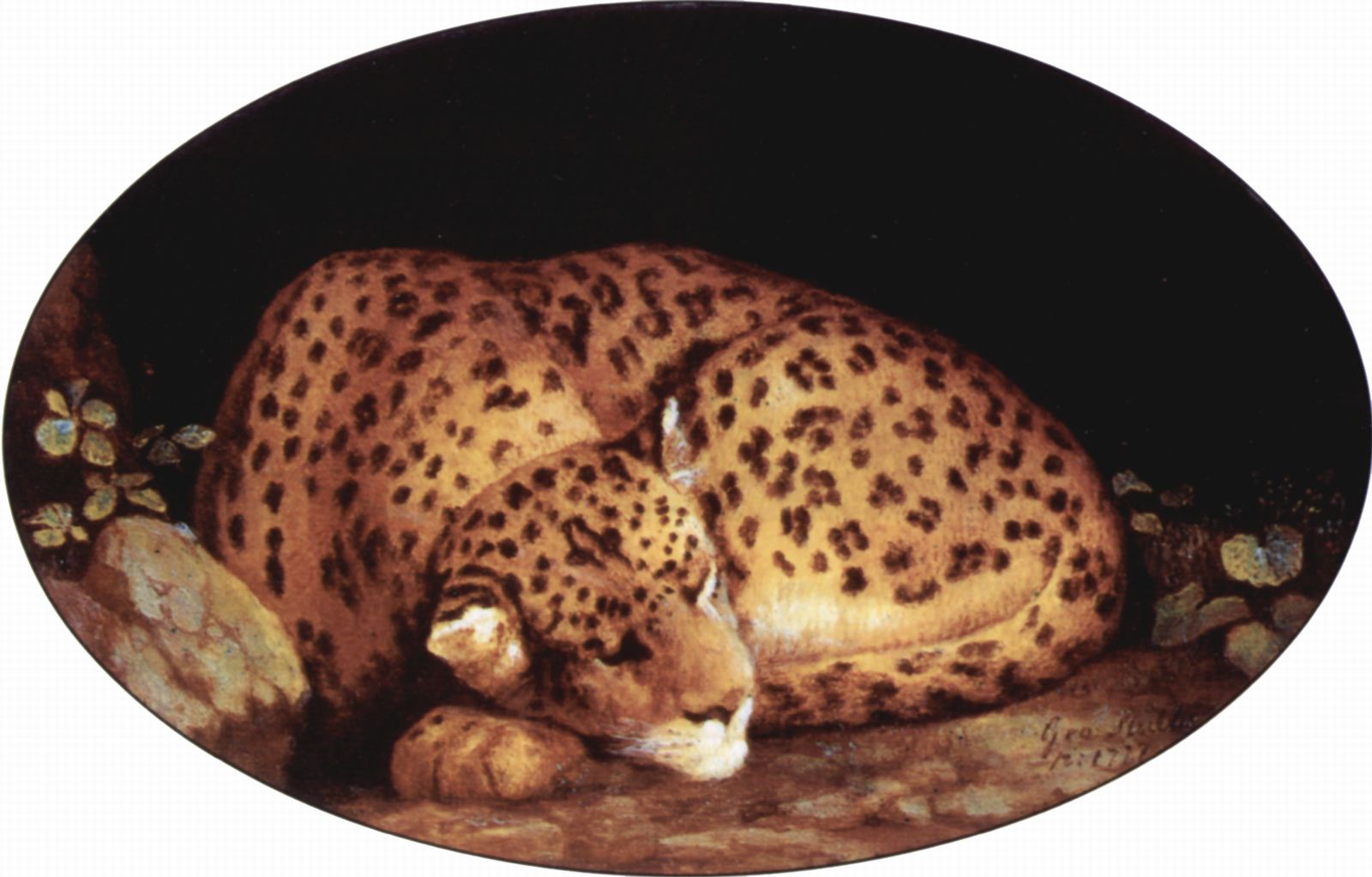 George Stubbs: Leopard, Oval